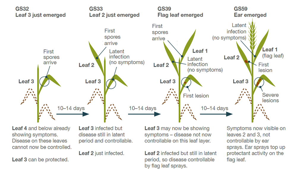 Latent periods, fungicide activity and spray timing (septoria tritici in wheat)